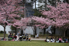 飛翔するハト＠錦町公園