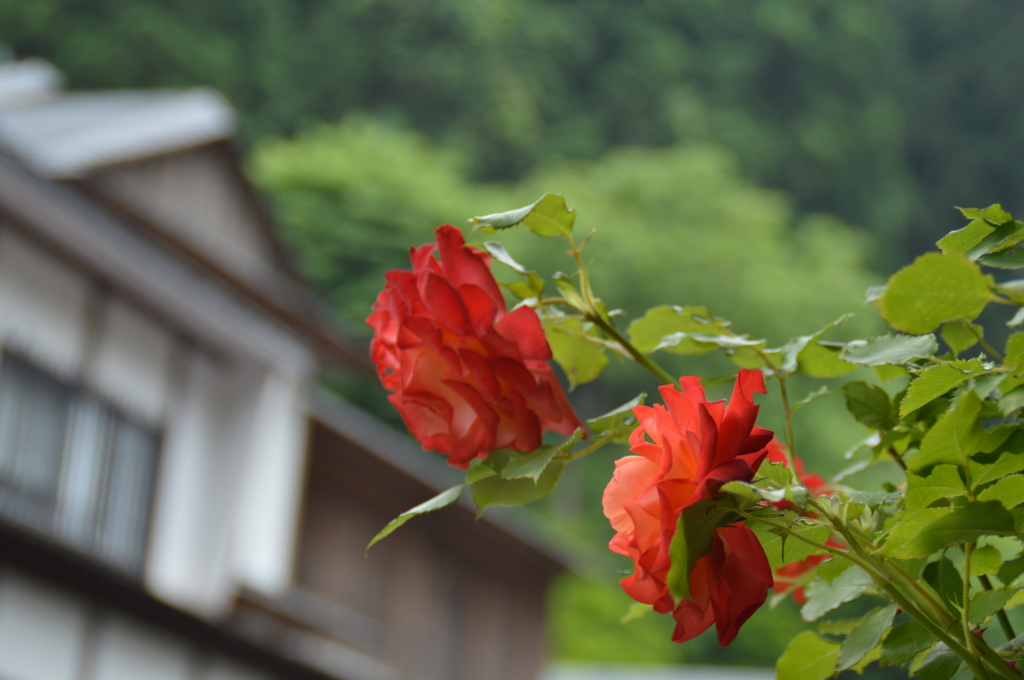 銀山温泉@山形with RedRose