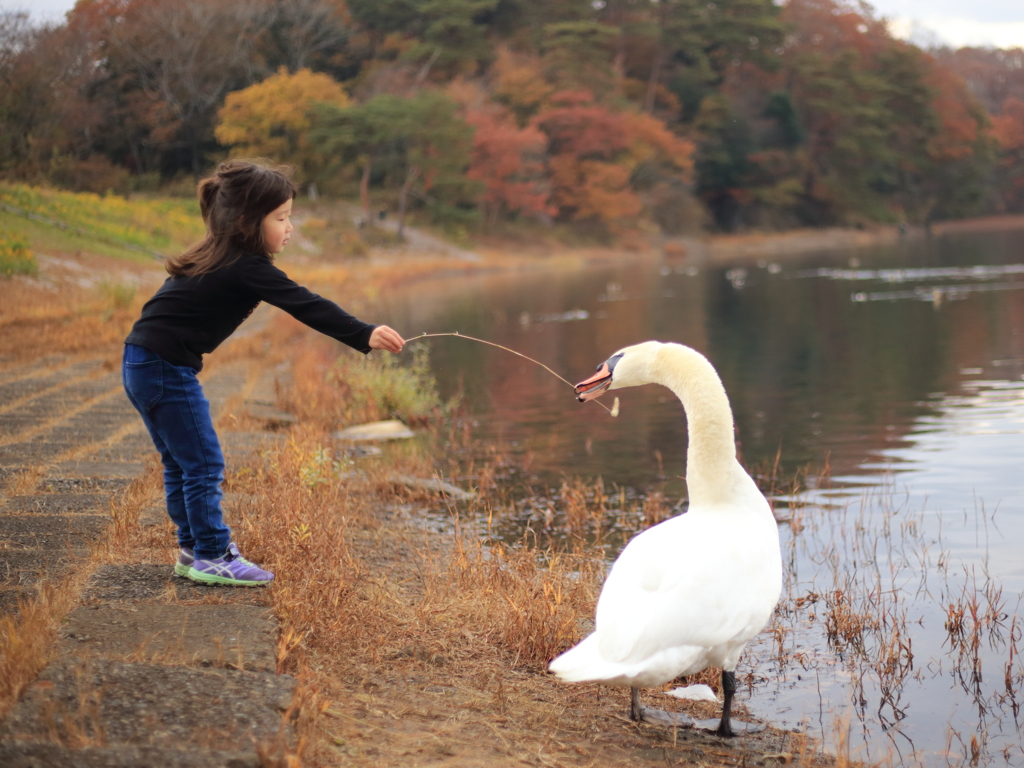 女の子と白鳥のコミュ