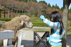 she play with a sheep