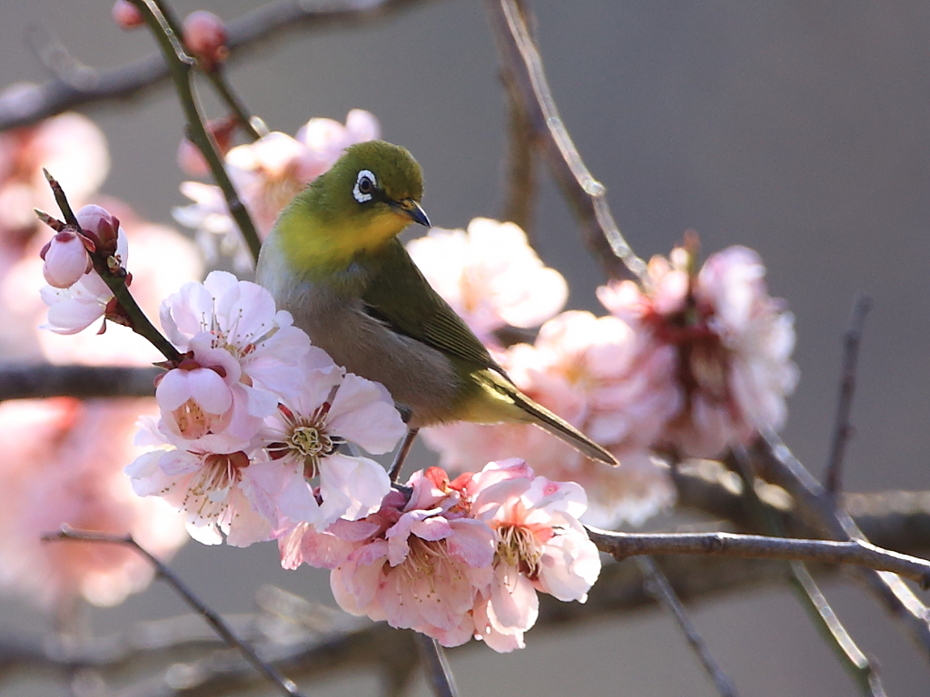 メジロ in miyagikennminnomori