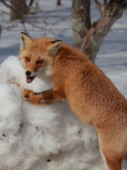 キタキツネ