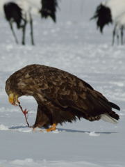 オジロワシ捕食