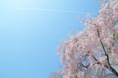 さくらと飛行機雲