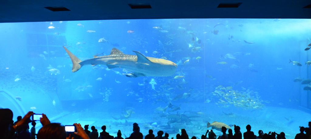 美ら海水族館