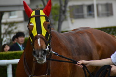 レース後興奮してる馬くん