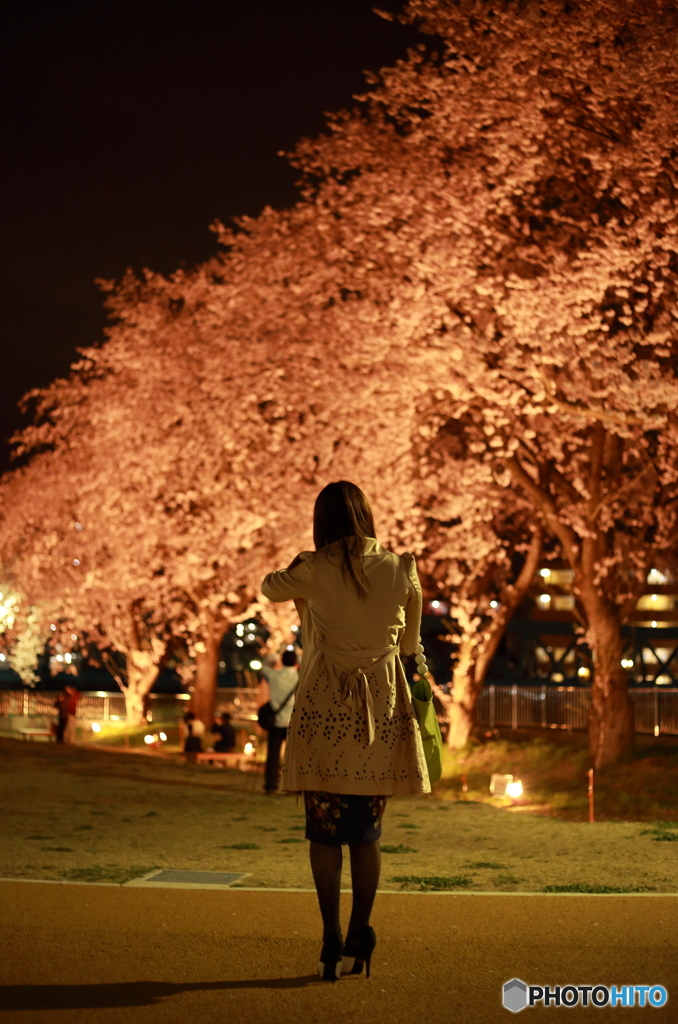 一人夜桜