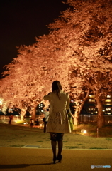 一人夜桜