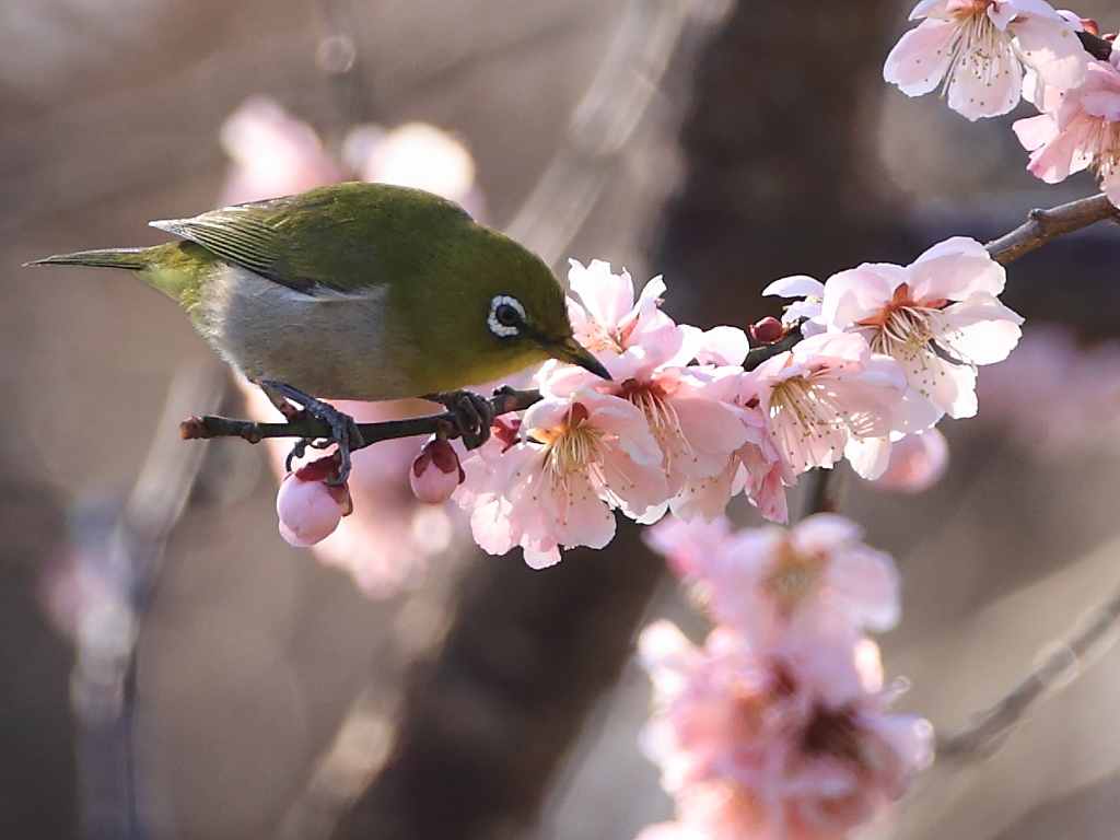 メジロ in miyagikennminnomori