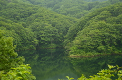 山形のとある泉に映る緑