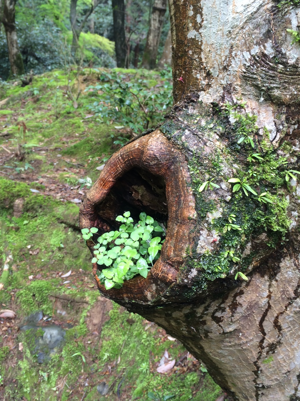 醍醐寺　無量寿苑