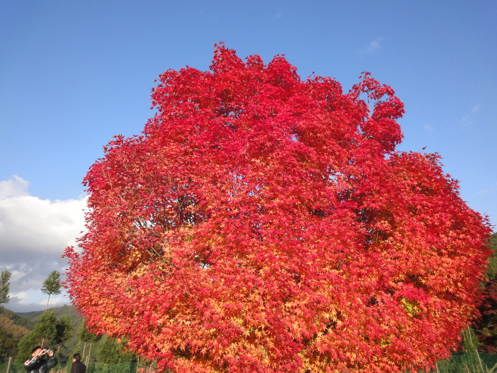 紅葉