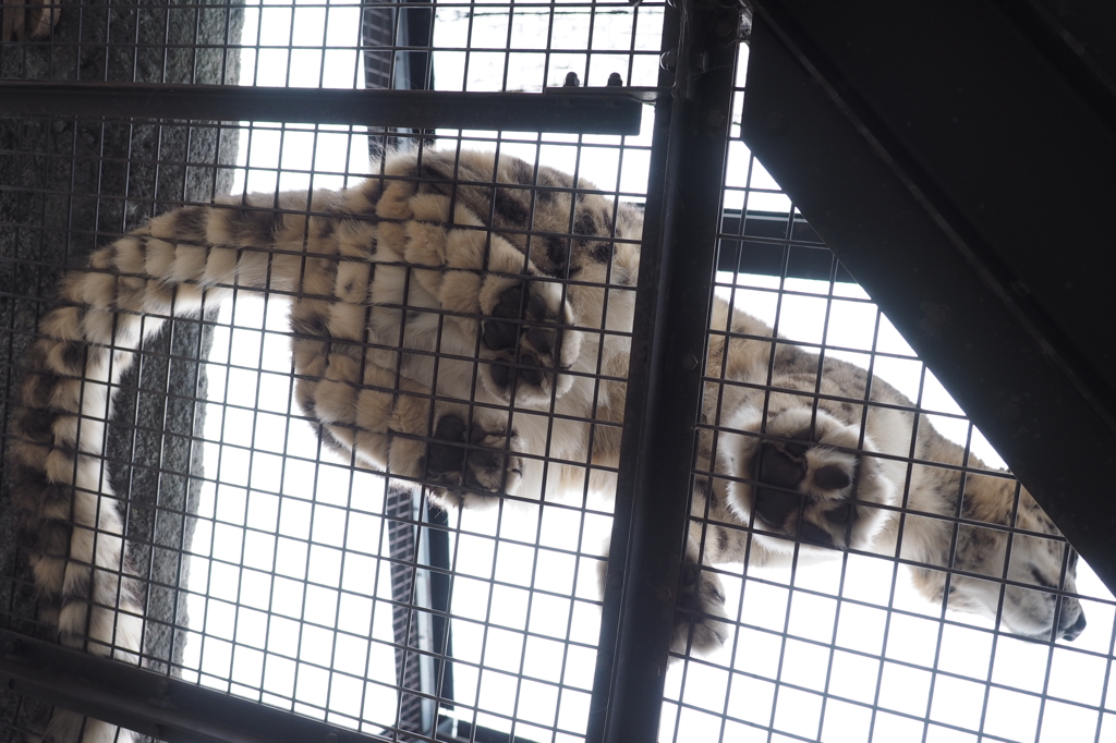 旭山動物園　ユキヒョウ