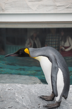 旭山動物園　ペンギン