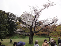 桜らしからぬ桜