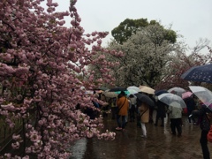 大阪　造幣局の通り抜け