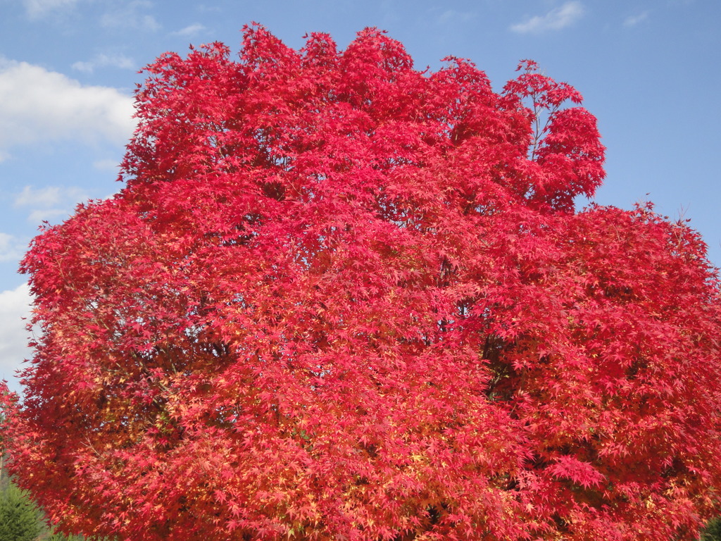 紅葉