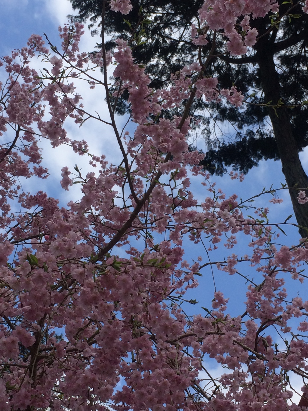 醍醐寺　桜