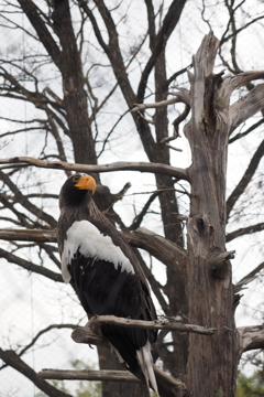 旭山動物園　オオワシ