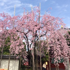 浅草寺　しだれ桜１