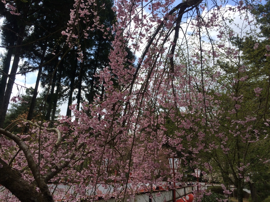醍醐寺　しだれ桜？