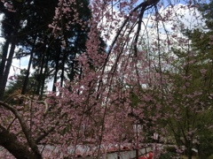 醍醐寺　しだれ桜？