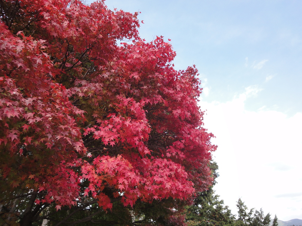 紅葉
