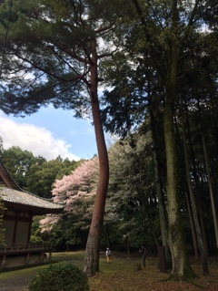 醍醐寺　金堂　裏の桜