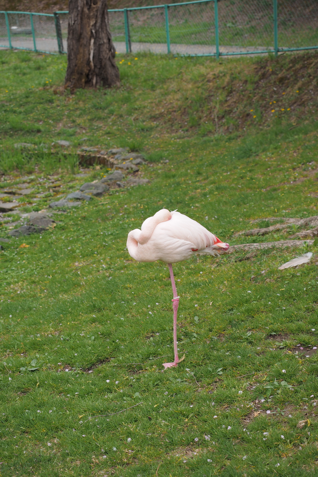 旭山動物園　フラミンゴ