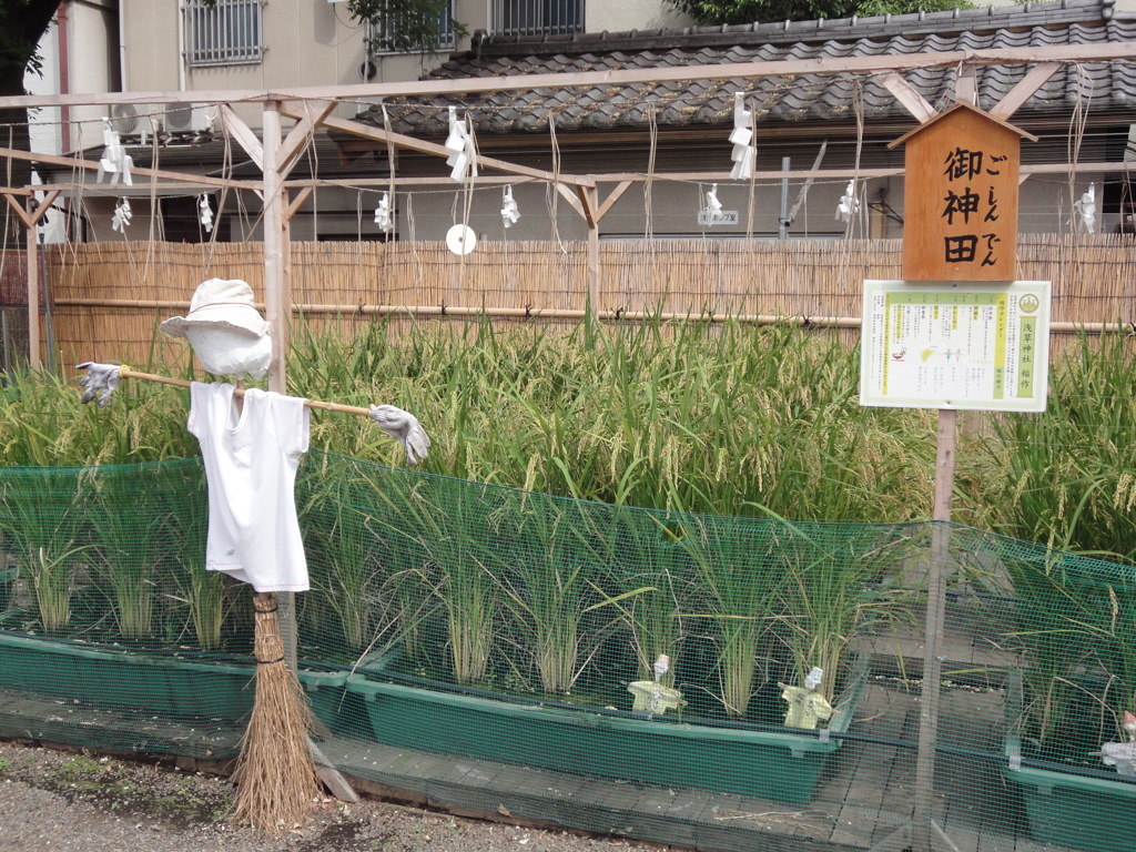 浅草神社