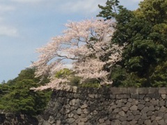 皇居　坂下門横