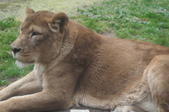 旭山動物園　ライオン