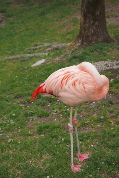 旭山動物園　フラミンゴ