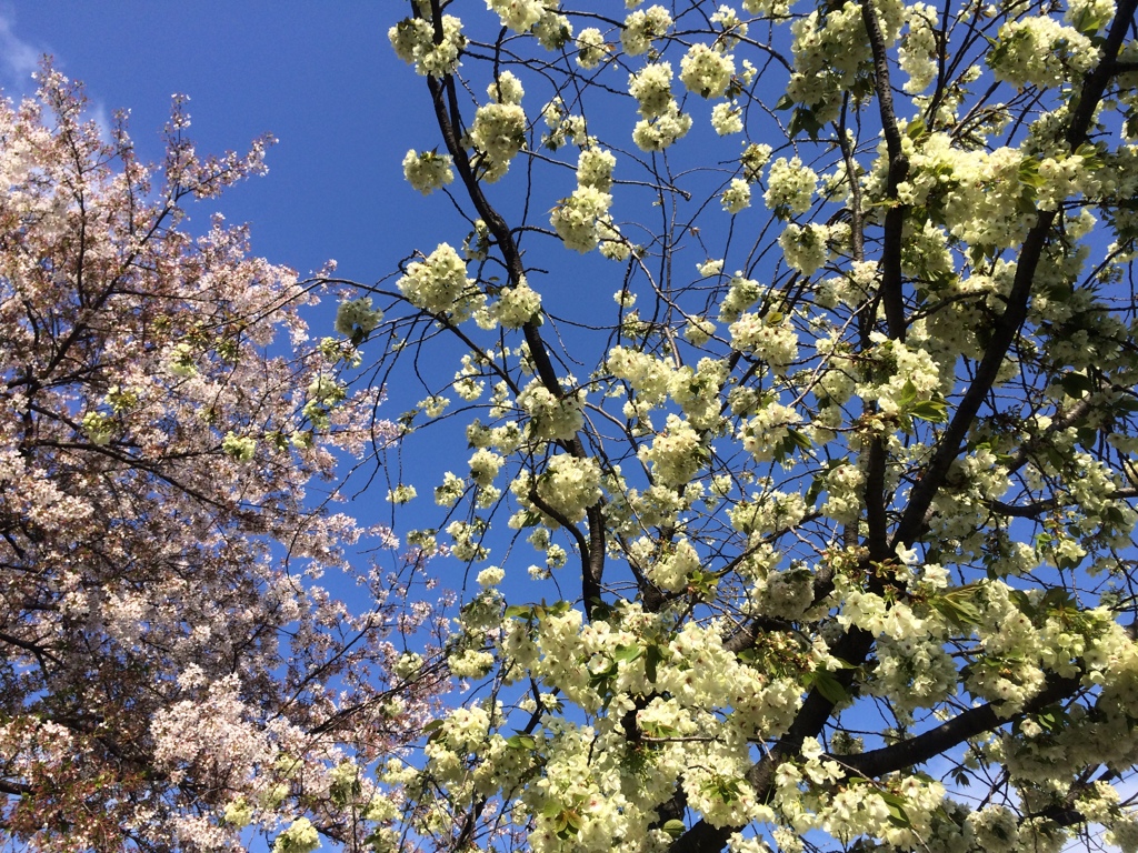 伏見　酒蔵　黄桜