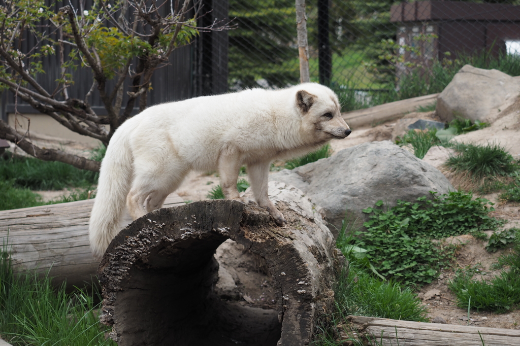 旭山動物園　ホッキョクキツネ