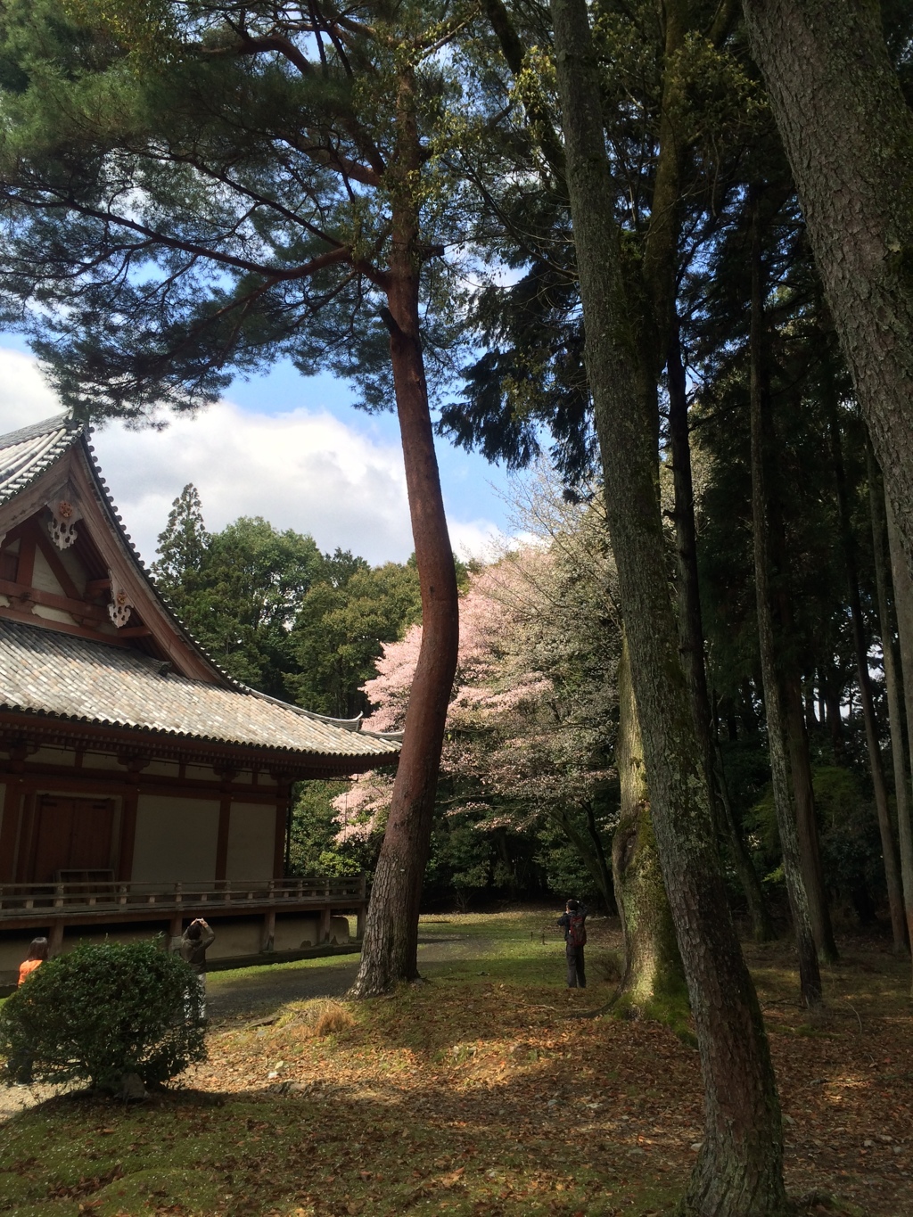 醍醐寺　金堂　裏の桜