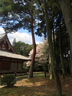 醍醐寺　金堂　裏の桜