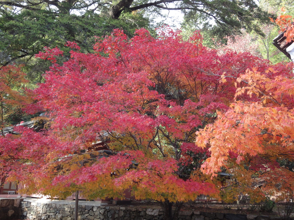 紅葉