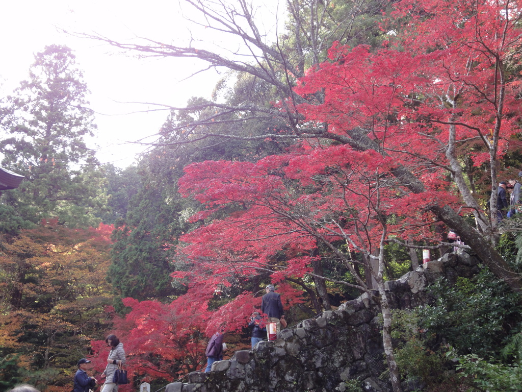 紅葉