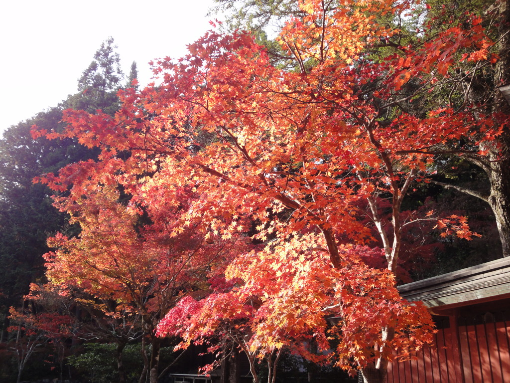 神護寺