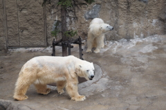 旭山動物園　シロクマ