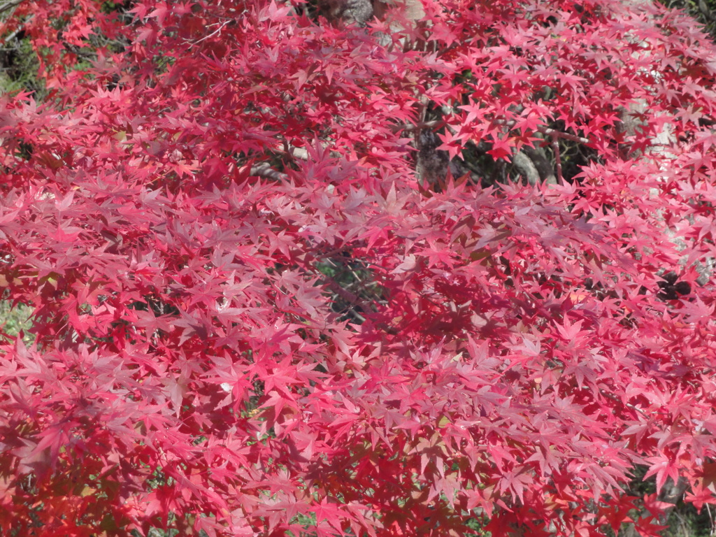紅葉