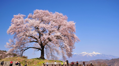 わに塚の桜