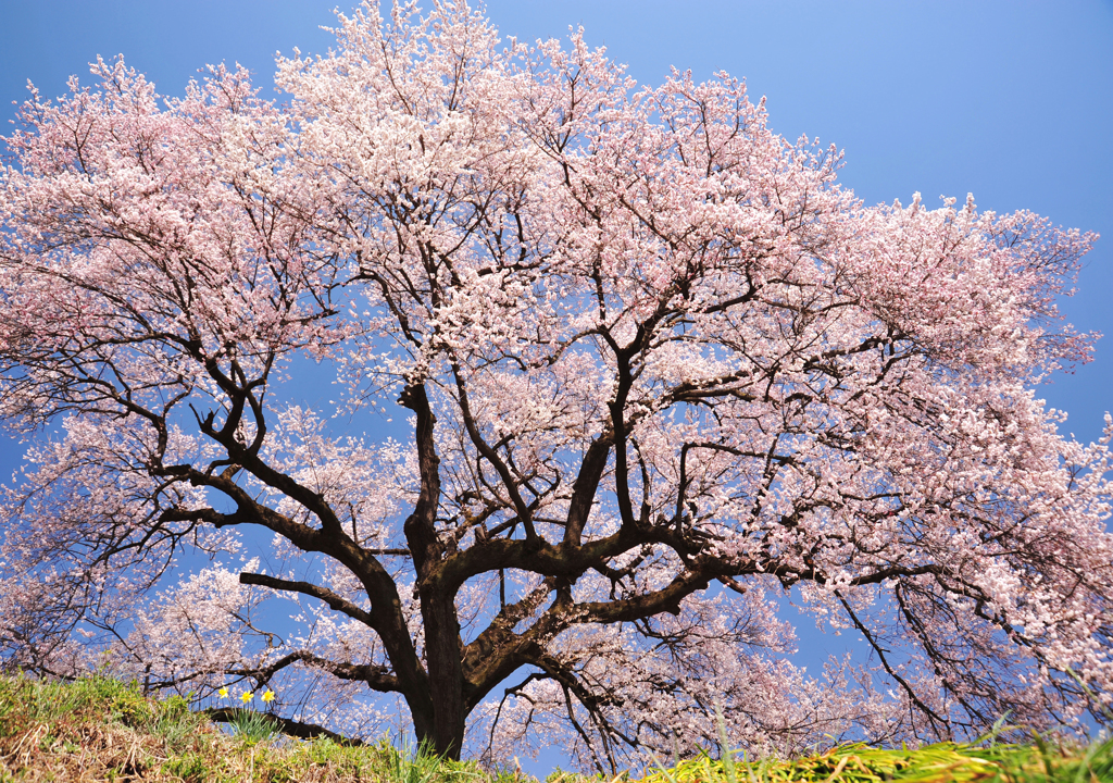 わに塚の桜