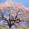 わに塚の桜