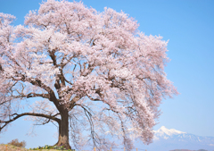 わに塚の桜