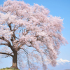 わに塚の桜