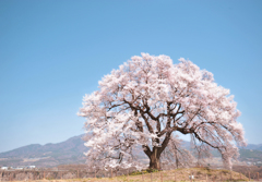 わに塚の桜