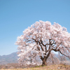 わに塚の桜