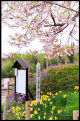 一分葉桜